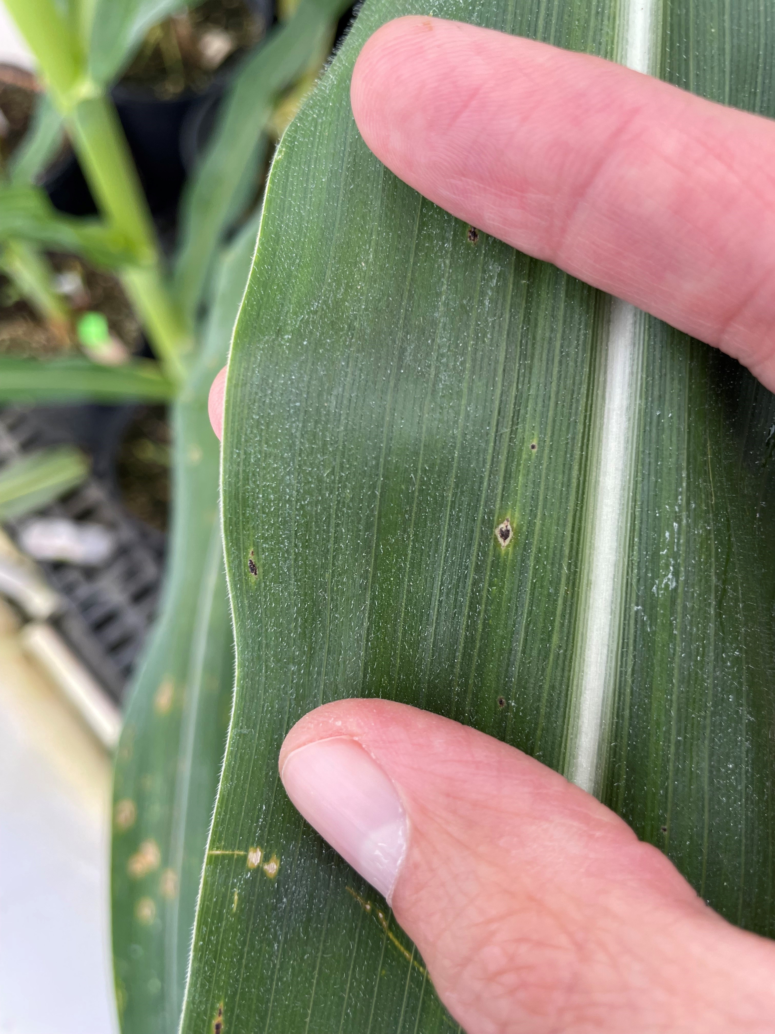 Tar spot lesions on a corn leaf.